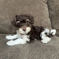 Paulie, a male Havapoo for sale in Chesterfield, MI – 5 of 6