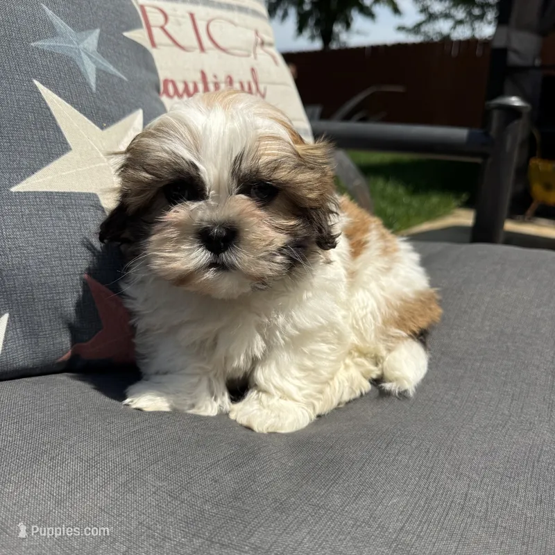 Stew  – Shichon puppy for sale in Chesterfield, MI