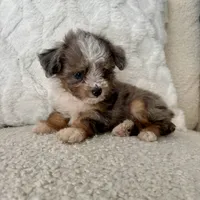 Kenny, a male Miniature Aussiedoodle for sale in Chesterfield, MI – 3 of 7