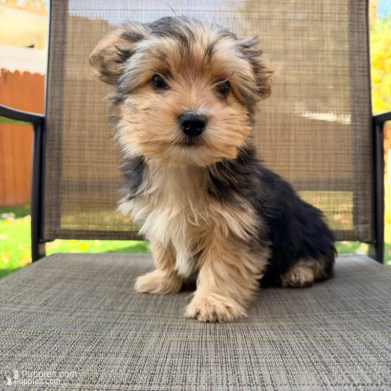 Louie  – Yorkshire Terrier puppy for sale in Macomb, MI