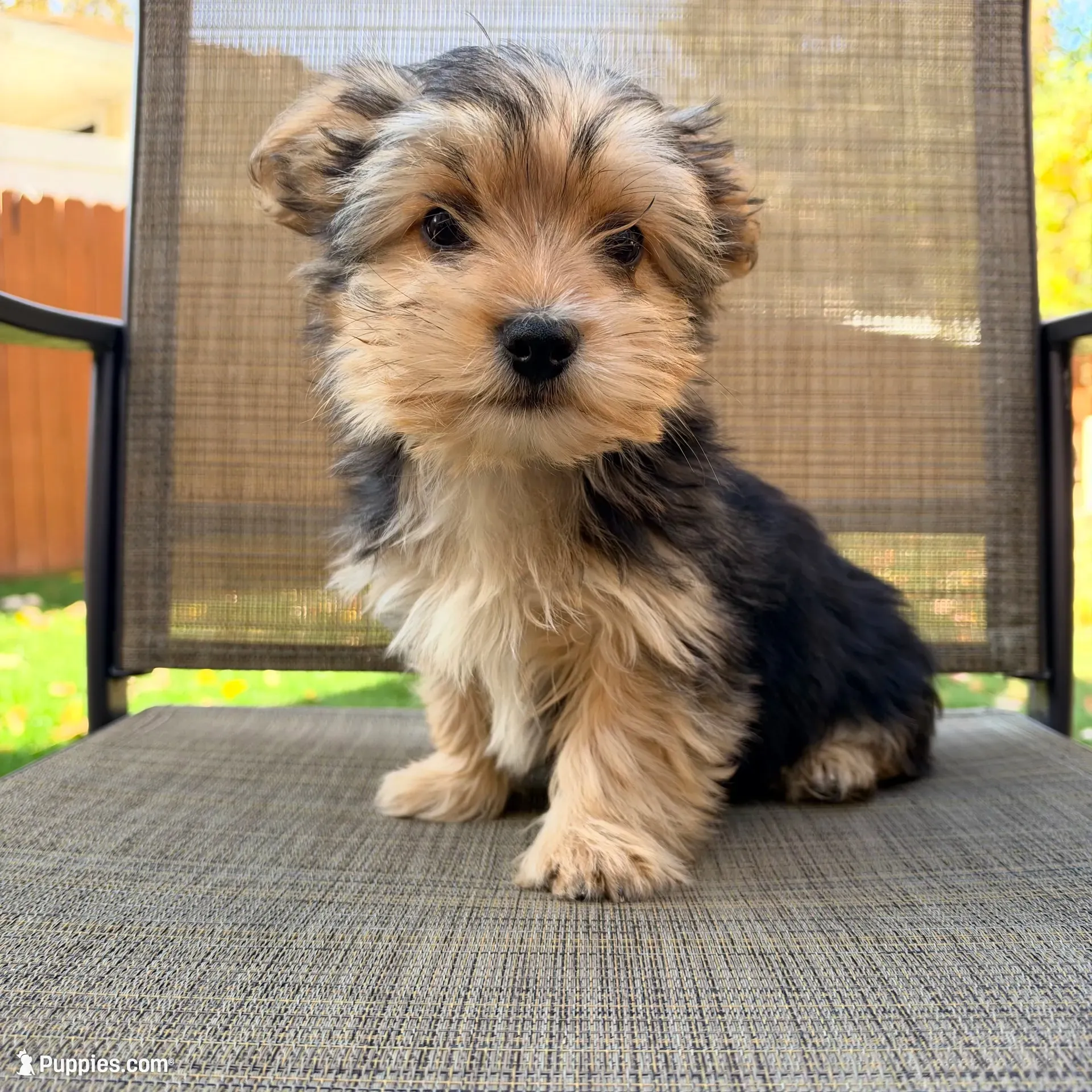 Louie , a male Yorkshire Terrier for sale in Macomb, MI – 1 of 4