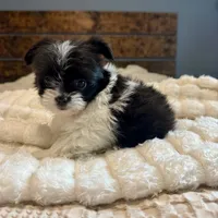Gracie, a female Pomeranian and Shih Tzu for sale in Chesterfield, MI – 4 of 7