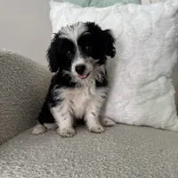 Alan, a male Poodle - Miniature  and Miniature Australian Shepherd for sale in Chesterfield, MI – 3 of 5