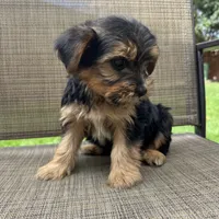 Chase, a male Yorkshire Terrier for sale in Chesterfield, MI – 3 of 6