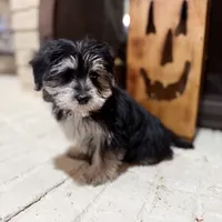 Bridgette, a female Morkie for sale in Macomb, MI – 2 of 6