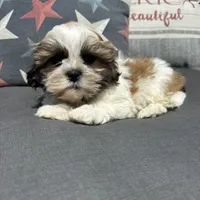 Stew , a male Shichon for sale in Chesterfield, MI – 4 of 6
