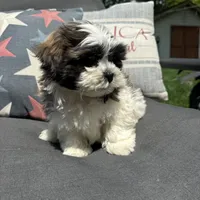 Luke , a male Bichon Frise and Shih Tzu for sale in Chesterfield, MI – 2 of 6