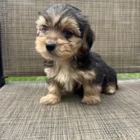 Pauly, a male Yorkshire Terrier for sale in Chesterfield, MI – 4 of 9