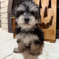 Alexa, a female Maltese and Yorkshire Terrier for sale in Macomb, MI – 3 of 9