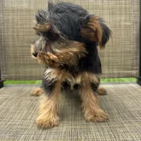 Pauly, a male Yorkshire Terrier for sale in Chesterfield, MI – 3 of 7
