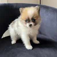 Tina , a female Pomeranian for sale in Chesterfield, MI – 5 of 6