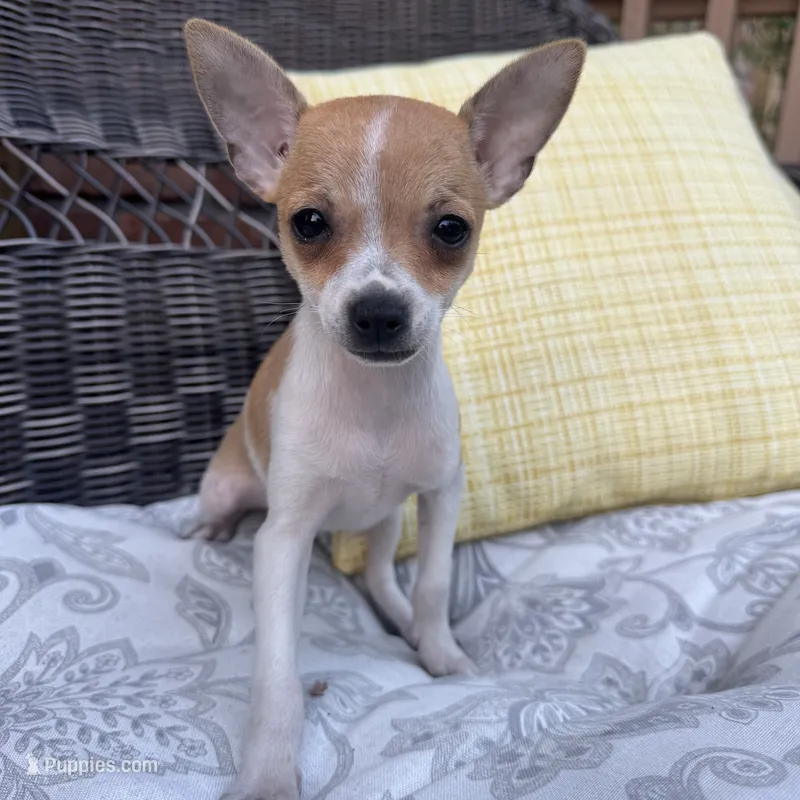 Kelly – Chihuahua puppy for sale in Chesterfield, MI
