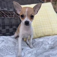 Kelly, a female Chihuahua for sale in Chesterfield, MI – 1 of 6