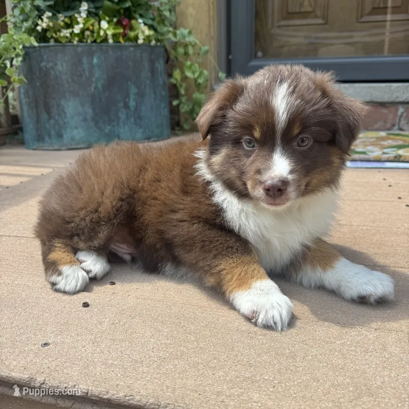 Joey – Miniature Australian Shepherd puppy for sale in Chesterfield, MI