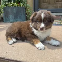 Joey, a male Miniature Australian Shepherd for sale in Chesterfield, MI – 1 of 6