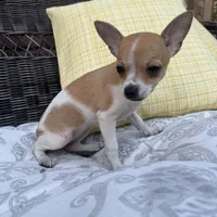 Kelly, a female Chihuahua for sale in Chesterfield, MI – 5 of 6