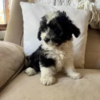 Reba, a female Poodle - Miniature  and Miniature Australian Shepherd for sale in Chesterfield, MI – 3 of 6