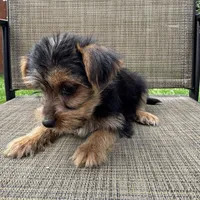Carl, a male Yorkshire Terrier for sale in Chesterfield, MI – 5 of 9