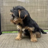 Max, a male Yorkshire Terrier for sale in Chesterfield, MI – 6 of 7