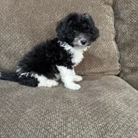Meadow, a female Havapoo for sale in Chesterfield, MI – 8 of 8