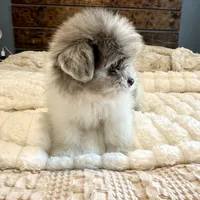 Oscar, a male Pomeranian and Shih Tzu for sale in Chesterfield, MI – 9 of 10