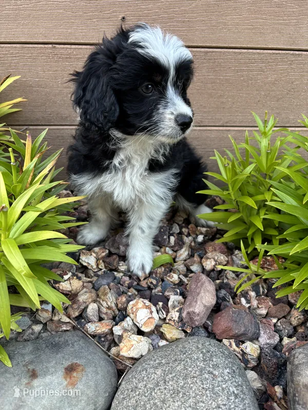 Alex – Poodle - Miniature , Miniature Australian Shepherd puppy for sale in Chesterfield, MI