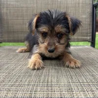 Carl, a male Yorkshire Terrier for sale in Chesterfield, MI – 2 of 9