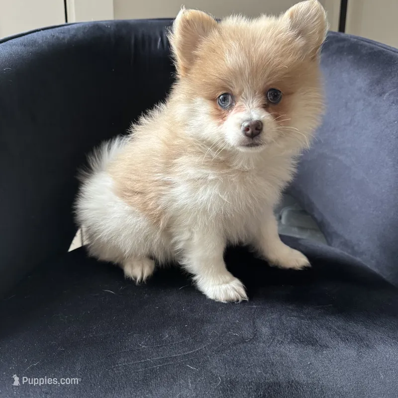 Shelly – Pomeranian puppy for sale in Chesterfield, MI