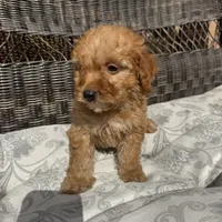 Chucky, a male Poodle - Miniature  for sale in Chesterfield, MI – 7 of 10