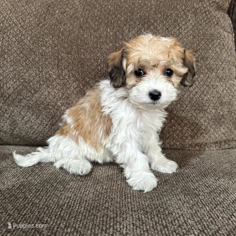 Adriana – Havapoo puppy for sale in Chesterfield, MI