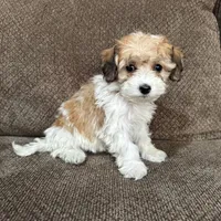 Adriana, a female Havapoo for sale in Chesterfield, MI – 1 of 7