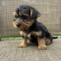Max, a male Yorkshire Terrier for sale in Chesterfield, MI – 4 of 7