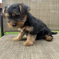 Pauly, a male Yorkshire Terrier for sale in Chesterfield, MI – 7 of 7
