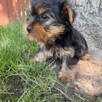 Teddy, a male Yorkshire Terrier for sale in Chesterfield, MI – 2 of 6