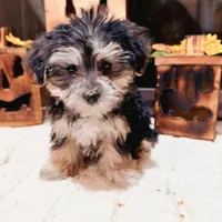 Benny, a male Morkie for sale in Macomb, MI – 6 of 7