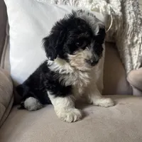 Reba, a female Poodle - Miniature  and Miniature Australian Shepherd for sale in Chesterfield, MI – 6 of 6