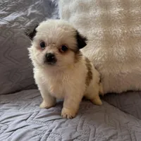 May, a female Shih Tzu and Yorkshire Terrier for sale in Chesterfield, MI – Photo 2 of 4