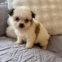 May, a female Shih Tzu and Yorkshire Terrier for sale in Chesterfield, MI – Photo 3 of 4