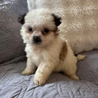 May, a female Shih Tzu and Yorkshire Terrier for sale in Chesterfield, MI – Photo 1 of 4