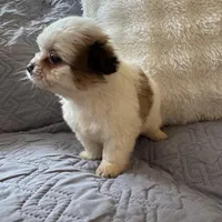 May, a female Shih Tzu and Yorkshire Terrier for sale in Chesterfield, MI – Photo 4 of 4