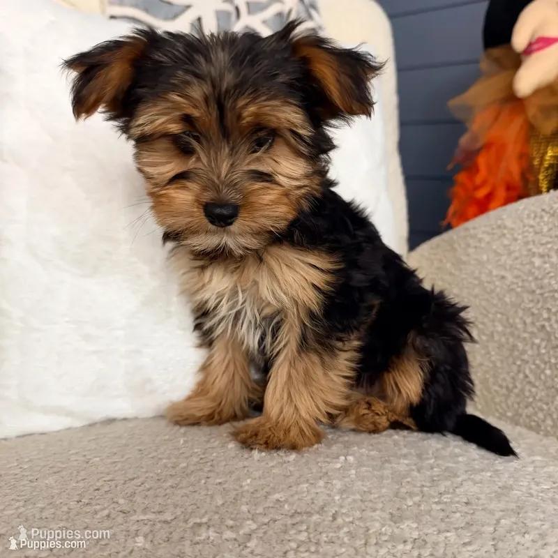 Max – Yorkshire Terrier puppy for sale in Macomb, MI