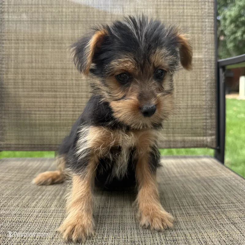 Carl – Yorkshire Terrier puppy for sale in Chesterfield, MI