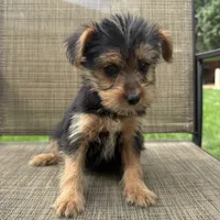 Carl, a male Yorkshire Terrier for sale in Chesterfield, MI – 1 of 9