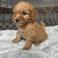 Chucky, a male Poodle - Miniature  for sale in Chesterfield, MI – 3 of 10