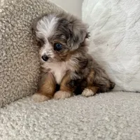 Kenny, a male Miniature Aussiedoodle for sale in Chesterfield, MI – 4 of 7