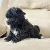 Benji, a male Shihpoo for sale in Chesterfield, MI – 5 of 7
