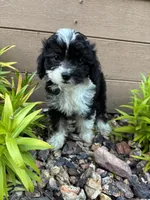 Garrett, a male Miniature Aussiedoodle for sale in Chesterfield, MI – 3 of 4