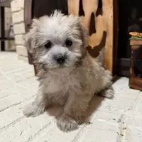 Dexter, a male Maltese and Yorkshire Terrier for sale in Macomb, MI – 4 of 8