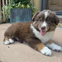 Joey, a male Miniature Australian Shepherd for sale in Chesterfield, MI – 4 of 6