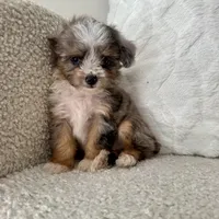 Kenny, a male Miniature Aussiedoodle for sale in Chesterfield, MI – 5 of 7